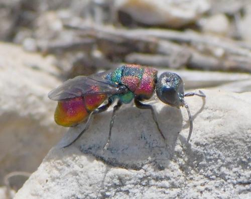 Réf. 258 874 : Chrysis sp.